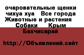 очаровательные щенки чихуа-хуа - Все города Животные и растения » Собаки   . Крым,Бахчисарай